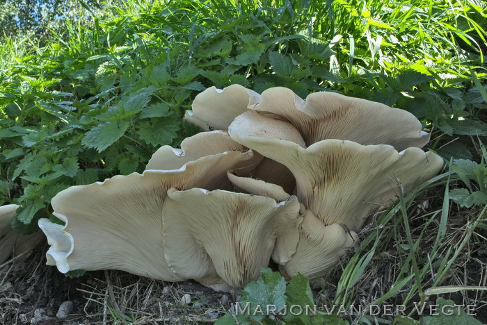 Reuzendikhoed - Leucopaxillus giganteus